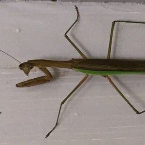 Meet your Posher, Kasey